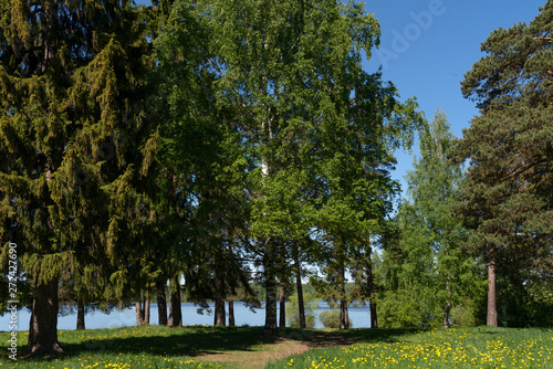 Хвойный бор на берегу реки Волга.