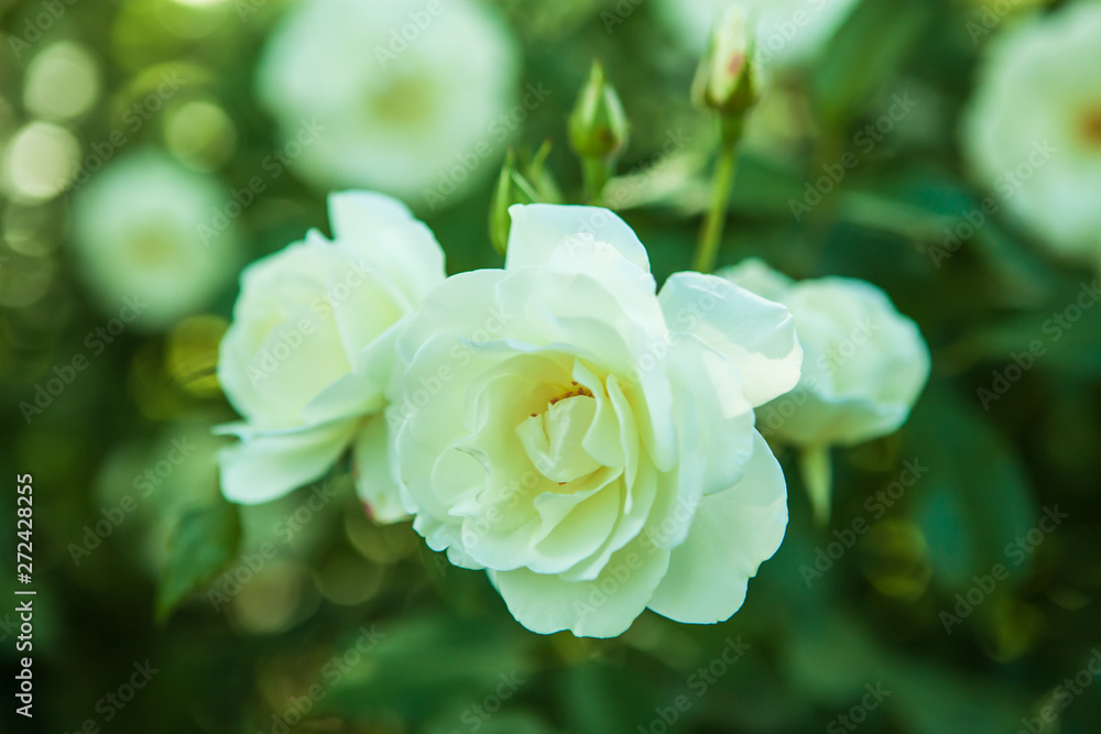White rose with rays of light. White rose with rays of light.
