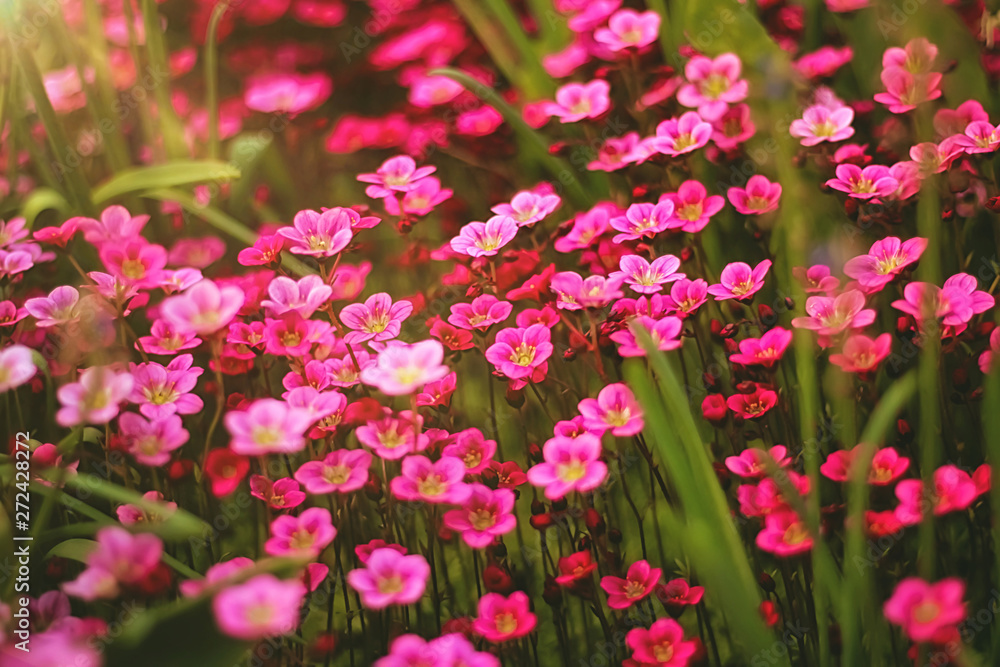 Soft and blur conception.Beautiful pink and blue flowers small size blooming in the garden close up on the background of green grass and leaves with sun light in the middle