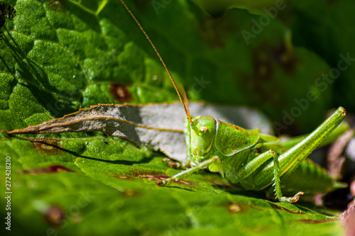 Grashüpfer in grüner natürlicher Umgebung gut getarnt auf einem Blatt auf Nahrungssuche