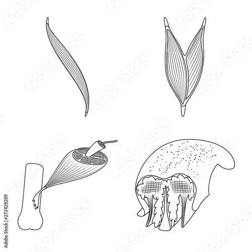Vector design of fiber and muscular symbol. Set of fiber and body vector icon for stock.