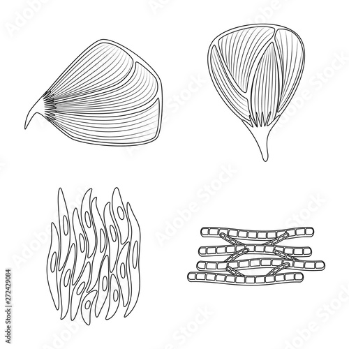 Vector illustration of fiber and muscular logo. Collection of fiber and body stock symbol for web.
