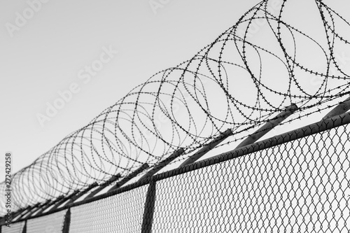 Coils of razor wire on top of a wire mesh perimeter fence photo