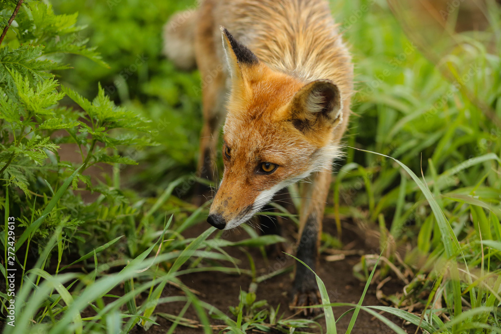 Fototapeta premium fox on the island