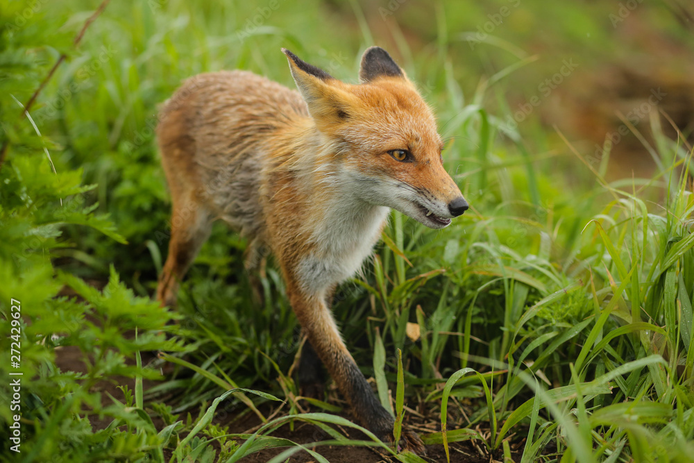 Obraz premium fox on the island