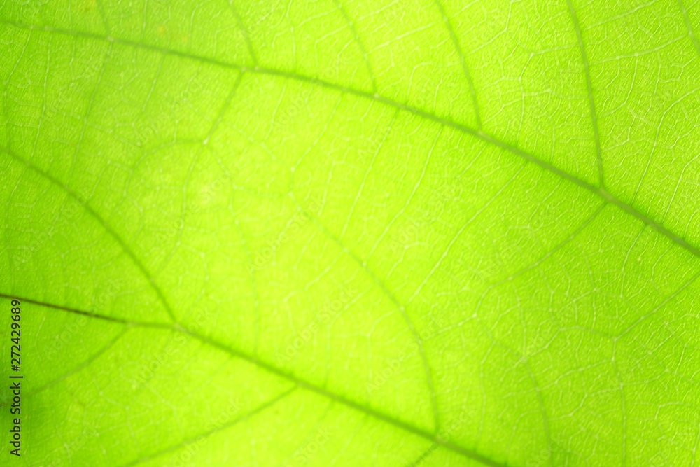 close-up light green leaf texture background close-up light green leaf texture background