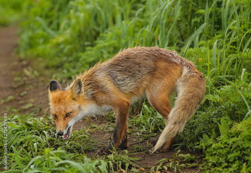 fox on the island