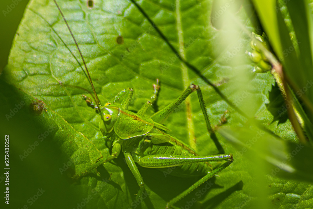 Φωτογραφία Grashüpfer in grüner natürlicher Umgebung gut getarnt auf einem Blatt auf Nahrun