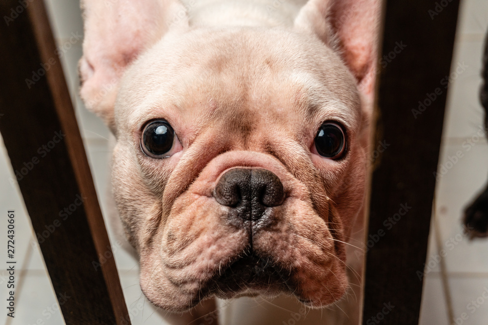 White French bulldog Close up shot