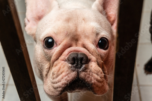 White French bulldog Close up shot © jiradet_ponari