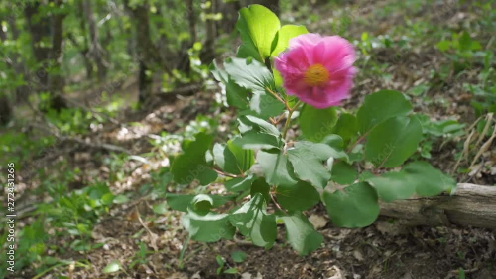 Pink crimean peony (Paeonia daurica) in the forest. Pink crimean peony (Paeonia daurica) in the forest.