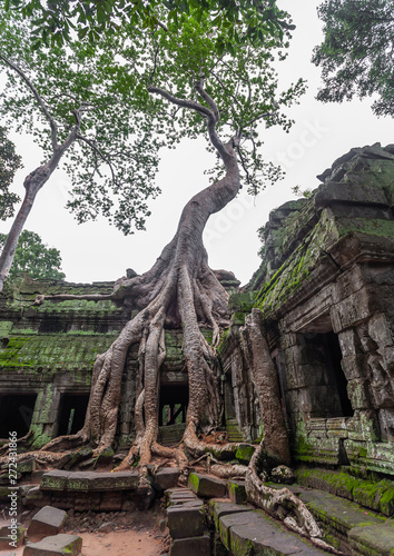 Ta Prohm temple overgrown with tree roots, Siem Reap Province, Angkor, Cambodia photo