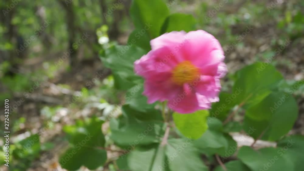 Pink crimean peony (Paeonia daurica) in the forest. Pink crimean peony (Paeonia daurica) in the forest.