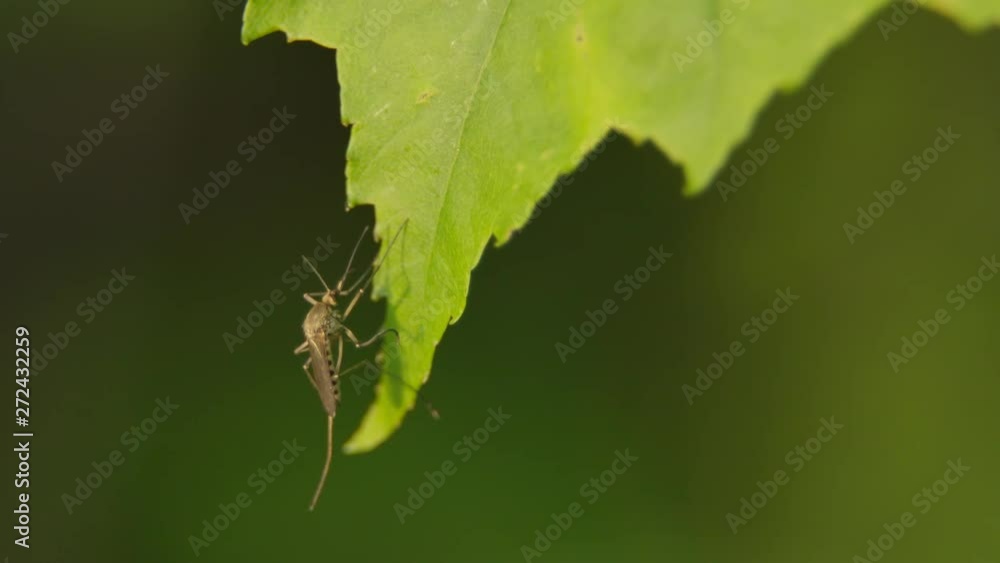 Single spring Aedes mosquito on a maple leaf. Day, locked off background Single spring Aedes mosquito on a maple leaf. Day, locked off background