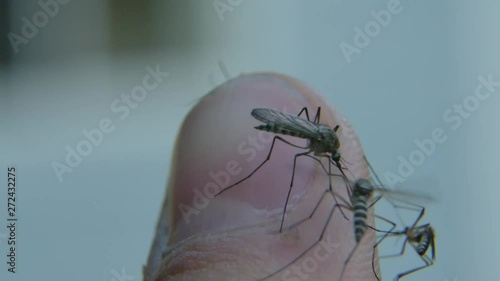 Swarm of Aedes mosquitoes walk and fly all over a thumb. Slow mo macro photo