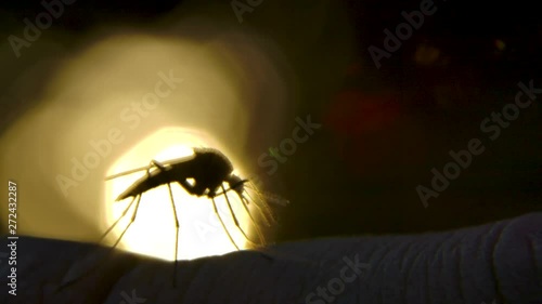 Soft focus silhouette of mosquito walking along caucasian skin. Slow mo. photo