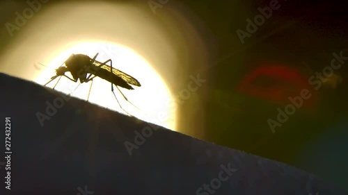 Wallpaper Mural Sharp silhouette of crawling mosquito on hand. Copy space macro Torontodigital.ca