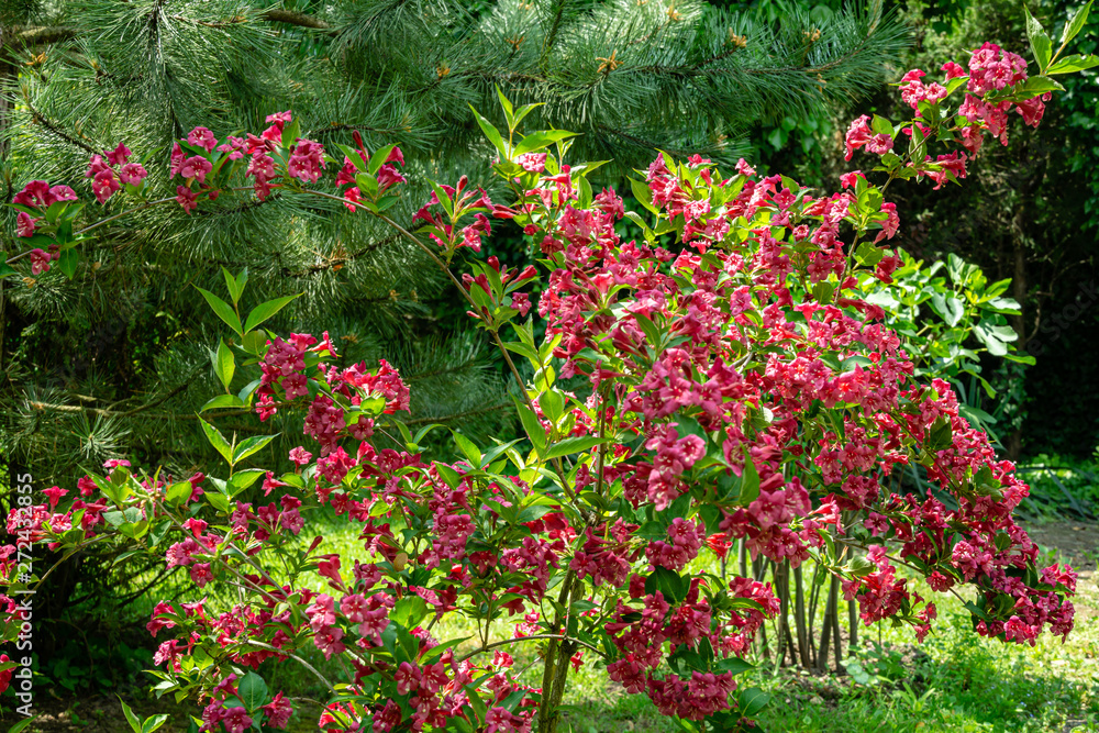 Luxury bush of flowering Weigela Bristol Ruby. Selective focus and close-up beautiful bright pink flowers against the evergreen in the ornamental garden. Nature concept for design Luxury bush of flowering Weigela Bristol Ruby. Selective focus and close-up beautiful bright pink flowers against the evergreen in the ornamental garden. Nature concept for design