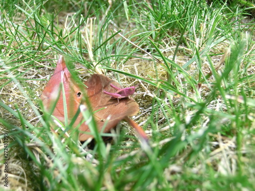 Rötlicher Grashüpfer auf Herbstblatt
