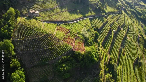 Aerial 4K - Valtellina (IT) - Castionetto di Chiuro - Vista dei vigneti 