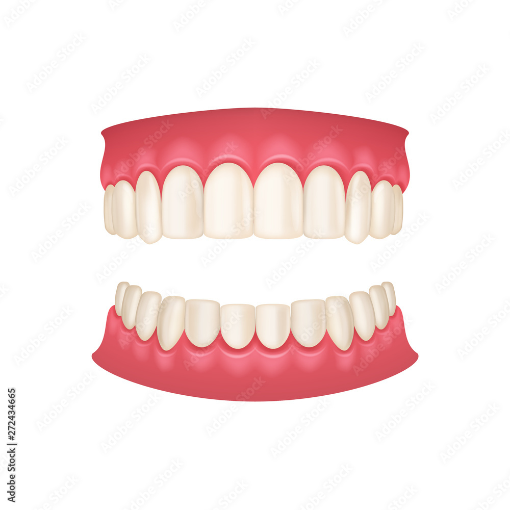 Realistic 3d Detailed Human Mouth with Teeth. Vector Realistic 3d Detailed Human Mouth with Teeth. Vector