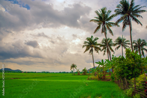 Green rice fields in Thailand when rain is falling There are many gray clouds. coconut tree is high in the wooden fence beside the house.