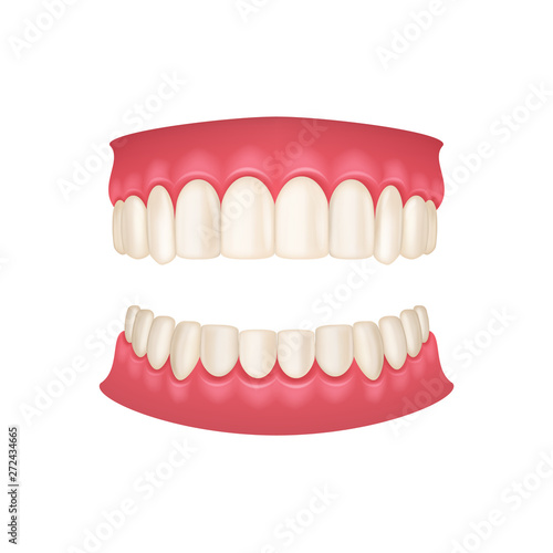 Realistic 3d Detailed Human Mouth with Teeth. Vector