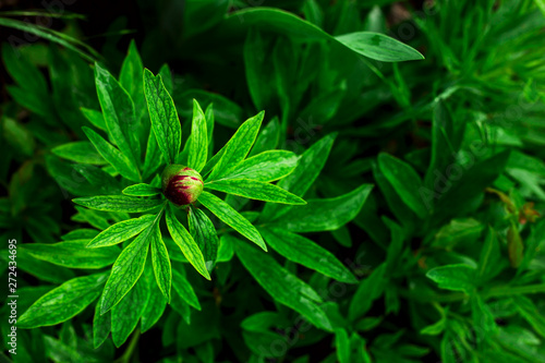 Natural botanical background with flowers in dark colors and greens