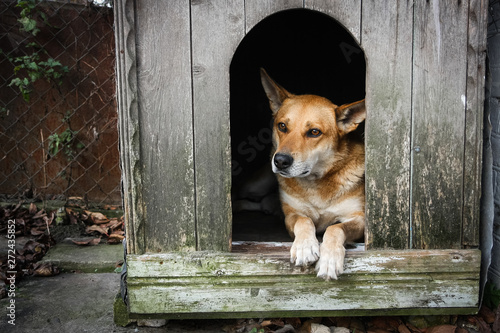 Sad view of an alone brown dog lying in the kennel - an old wooden house