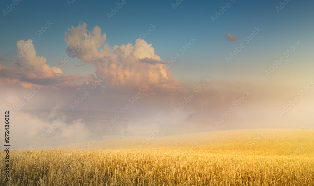 Beautiful cereals field in nature on sunrise, panoramic landscape; Ears of golden wheat.