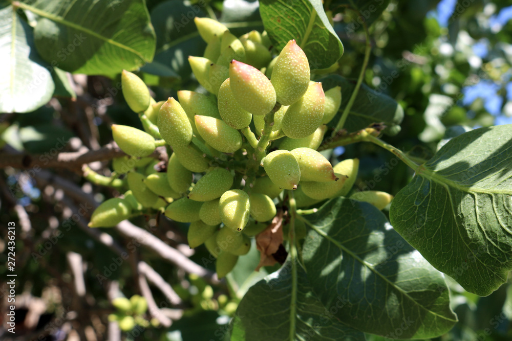 Ripening the fruit of the pistachio tree. Pistachio tree branch full of