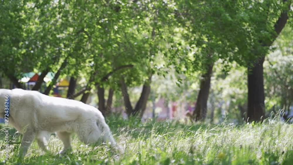Young shepherd waiting run a toy. Young shepherd waiting run a toy.