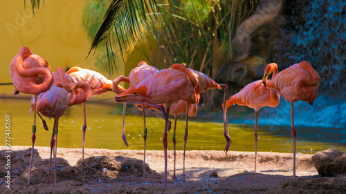 Flock of pink flamingos in tropical scenery