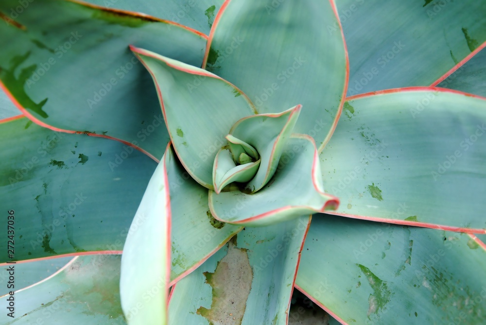 Coral Aloe" Images  Browse 52 Stock Photos, Vectors, and Video | Adobe  Stock