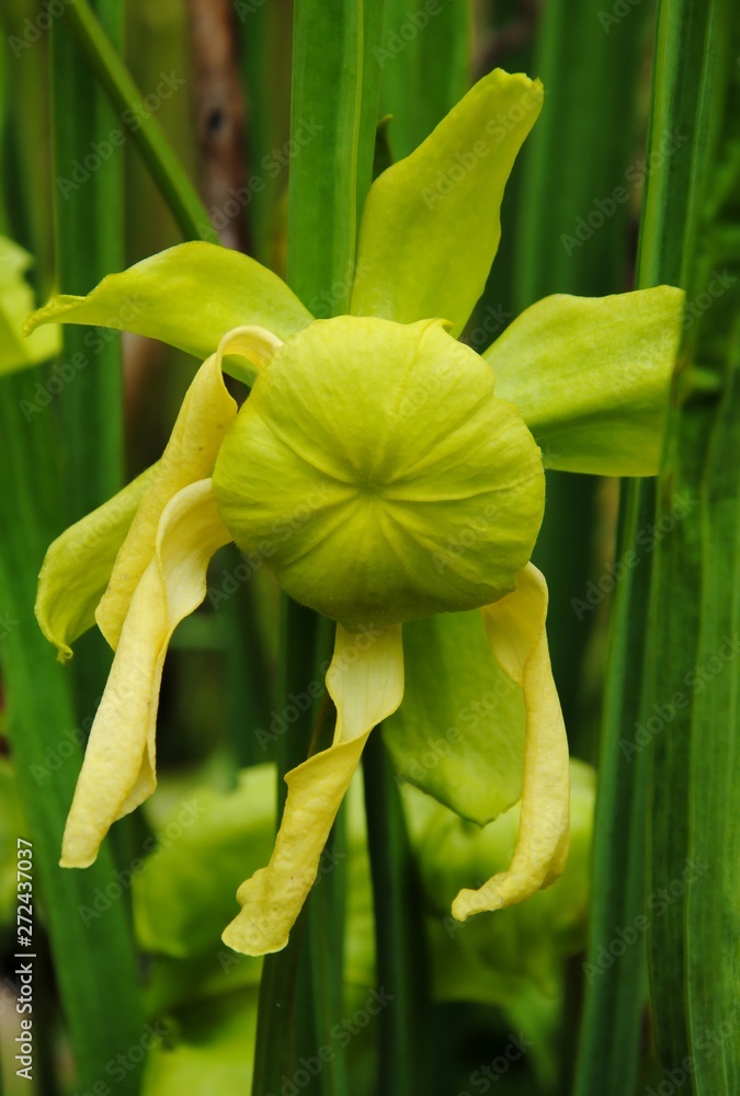 Obraz premium Close up of a yellow flower of the yellow pitcher plant (Sarracenia flava), an insect-eating or carnivorous plant