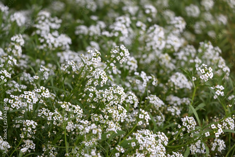 Delicate white flowers in a garden. Selective focus.