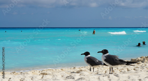 Caribbean seagulls on the beach in Cancun in Mexico.
