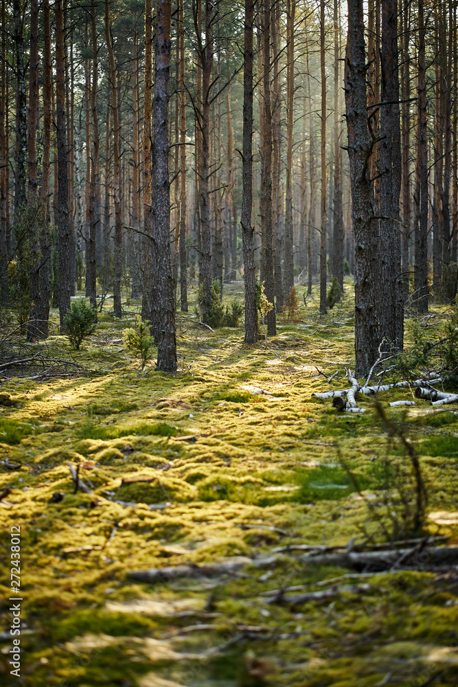 Obraz premium Green landscape of beautiful summer forest at sunrise