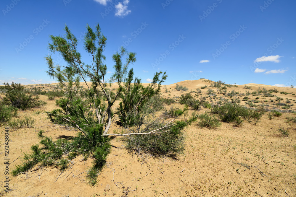 Kazakhstan, Ustyurt plateau, Beautiful dunes desert on the steppe landscapes close the Aktau, Mangystau province, Kazakhstan, Ustyurt plateau, Beautiful dunes desert on the steppe landscapes close the Aktau, Mangystau province,