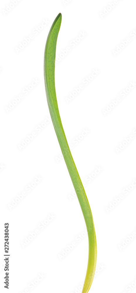 isolated scilla long green leaf isolated scilla long green leaf
