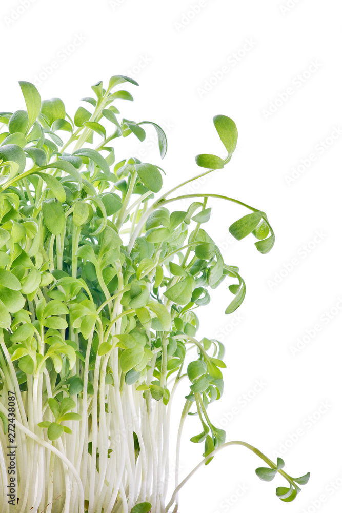 green garden cress on white green garden cress on white