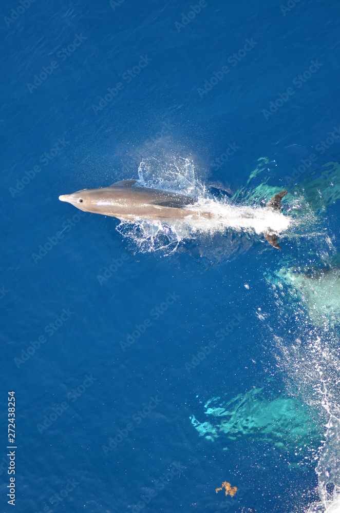 Fototapeta premium Bottle-nose Dolphin, Tursiops truncatus, jumping out of the water, Atlantic ocean 