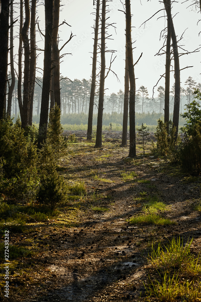 Fototapeta premium Green landscape of beautiful summer forest at sunrise