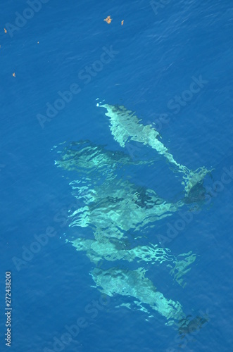 Bottle-nose dolphins swimming in the ocean. 