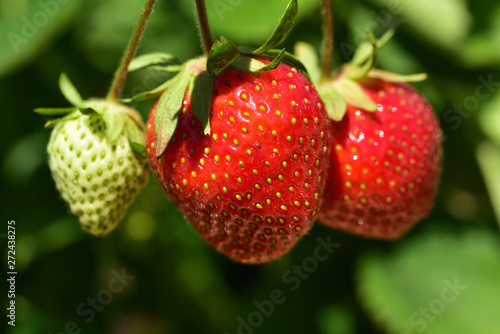 Nahaufnahme roter frischer Erdbeeren vor grünem Hintergrund