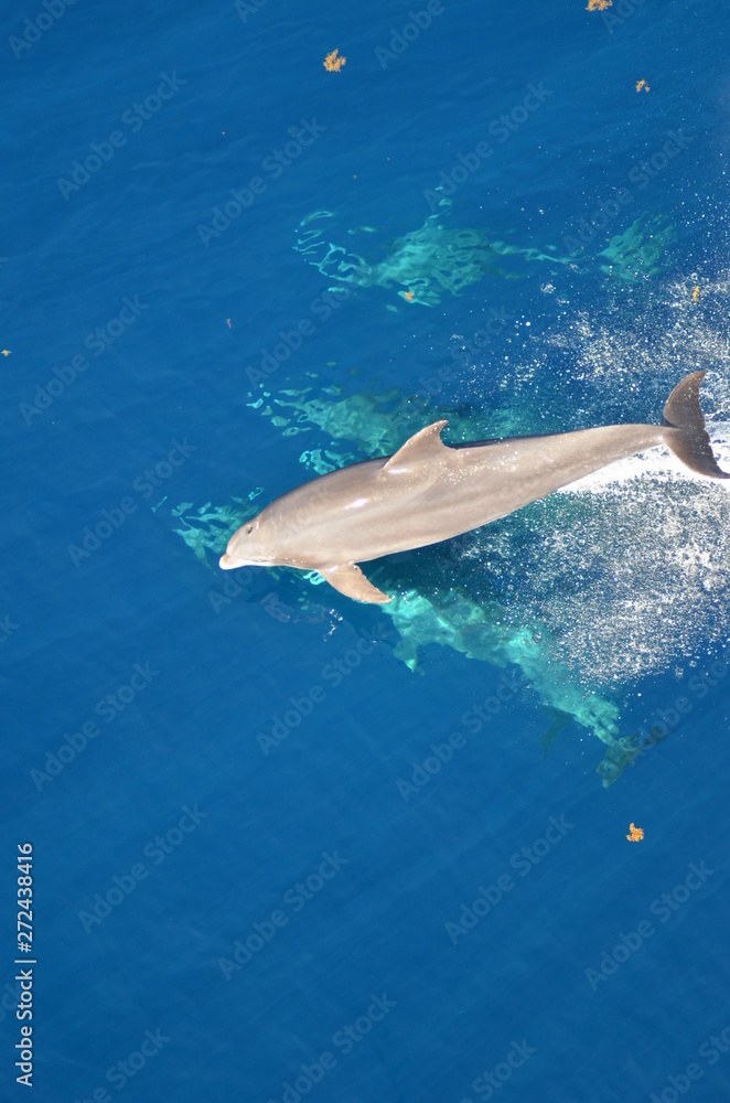 Bottle-nose Dolphin, Tursiops truncatus,  jumping out of the water, Atlantic ocean 