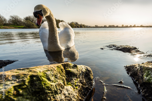 A swan trying to get some food at the Ferry Meadows Country Park during a sunny day in Peterborough, UK