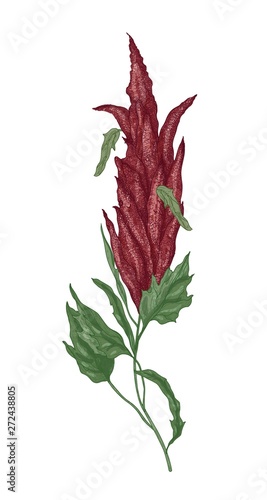 Detailed botanical drawing of quinoa or amaranth flowering plant or infloresc...
