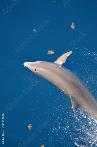 Bottle-nose Dolphin  Tursiops truncatus   jumping out of the water  Atlantic ocean 