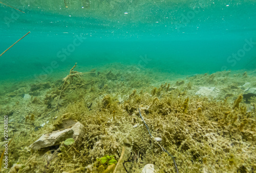 Underwater view of flora and fauna in fresh water lake.